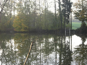Balgenweiher